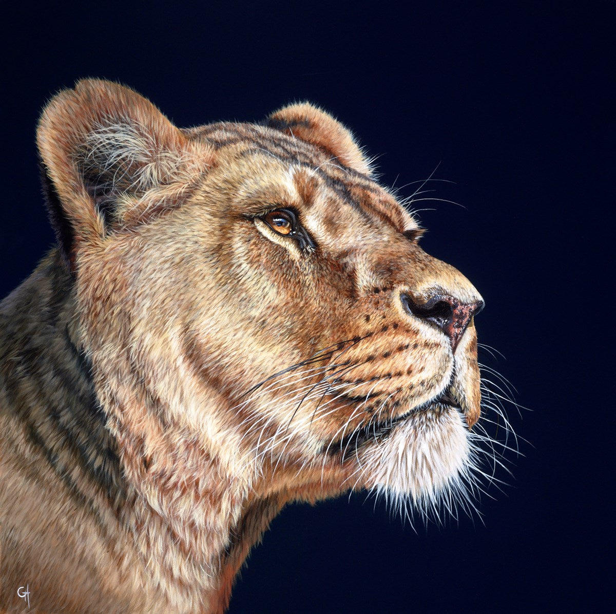 Lioness II