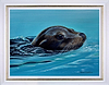 Gone For a Swim (Framed)