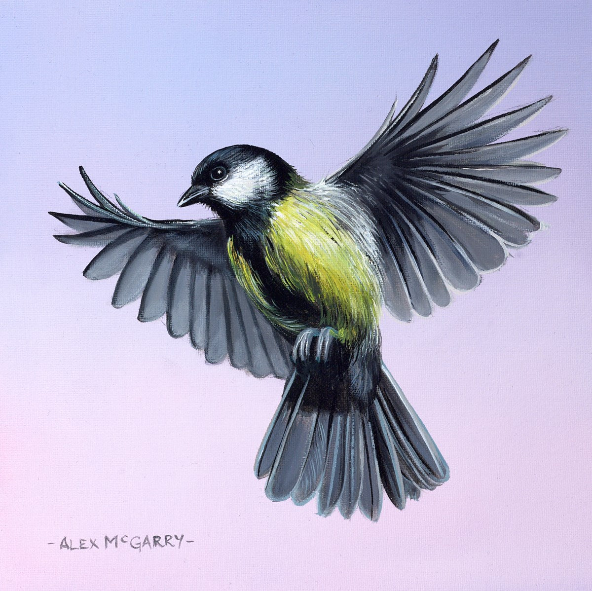 Great Tit Bird