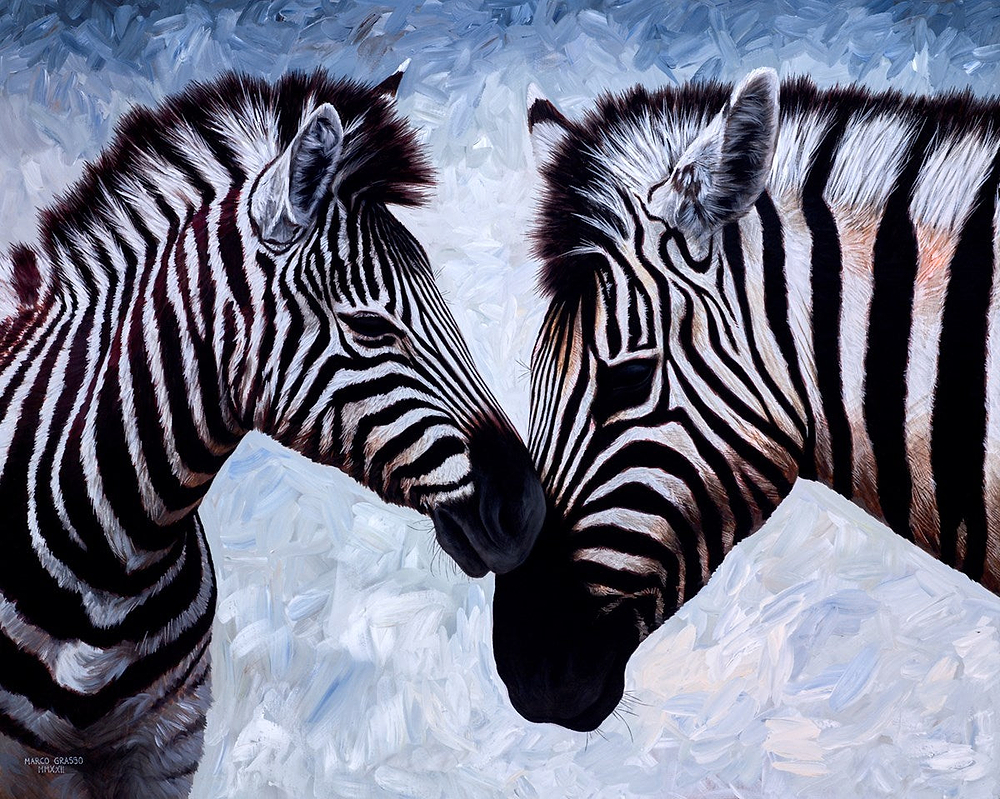 Zebra