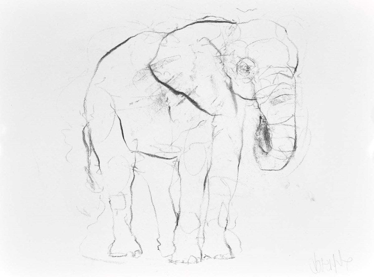 Elephant Study XV