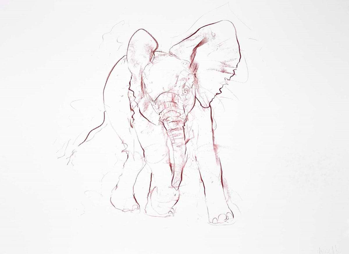 Young Elephant Sketch IV