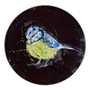 Blue Tit Study