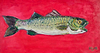Sea Bass Caught off Cadgwith Cove