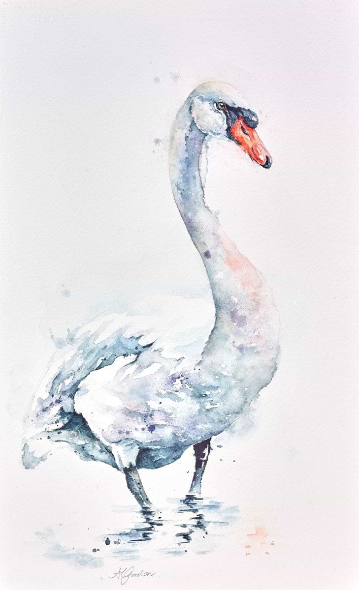 Male Mute Swan