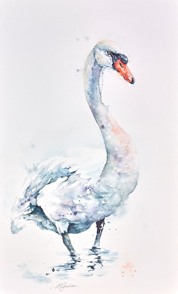 Male Mute Swan