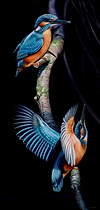 Kingfisher Flight
