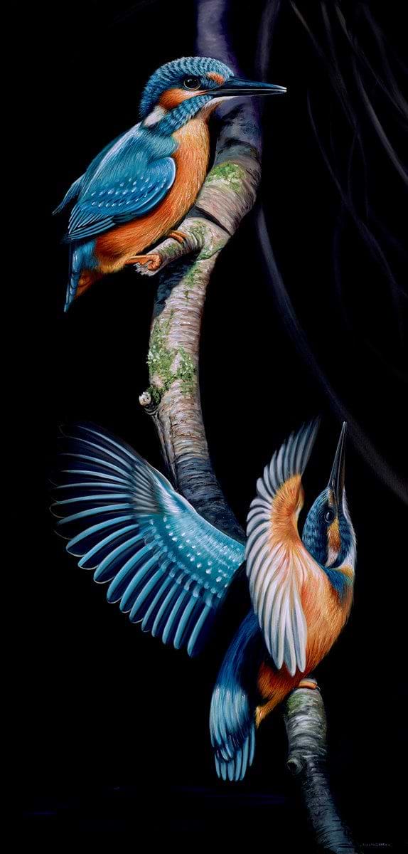 Kingfisher Flight