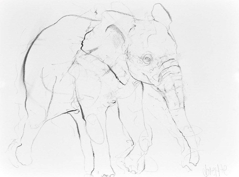 Elephant Study X