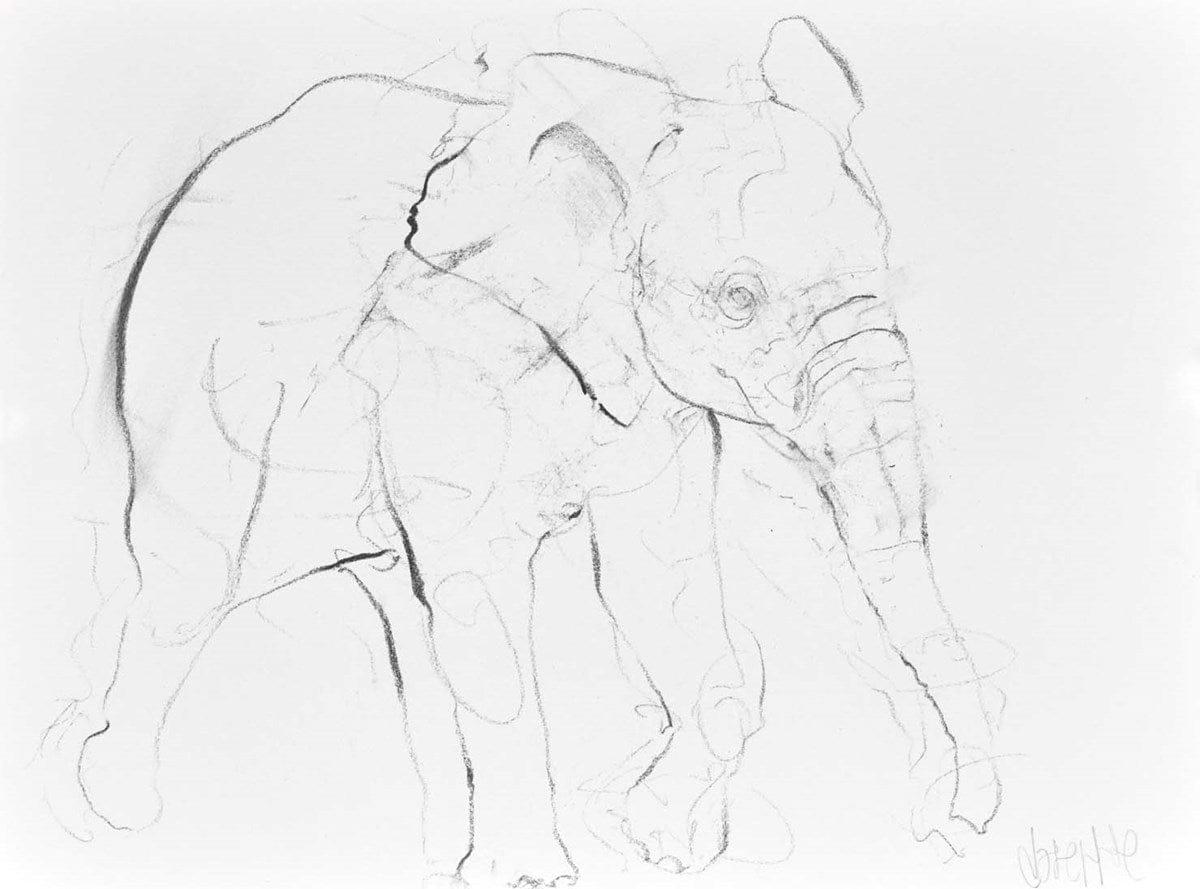 Elephant Study X