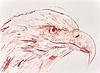 Bald Eagle Study II