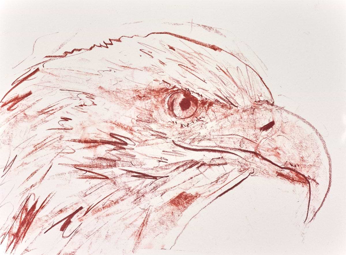 Bald Eagle Study II