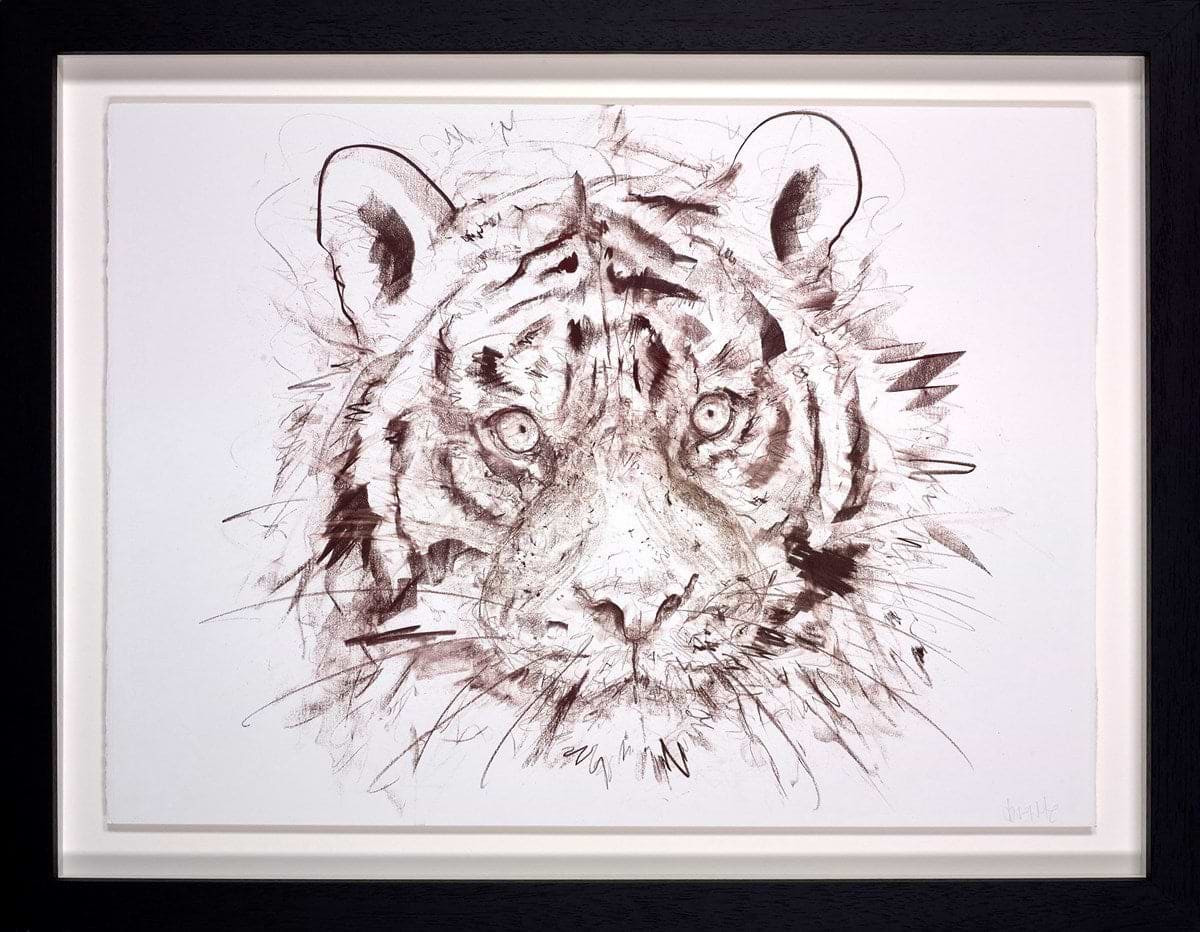 Tiger Study IV