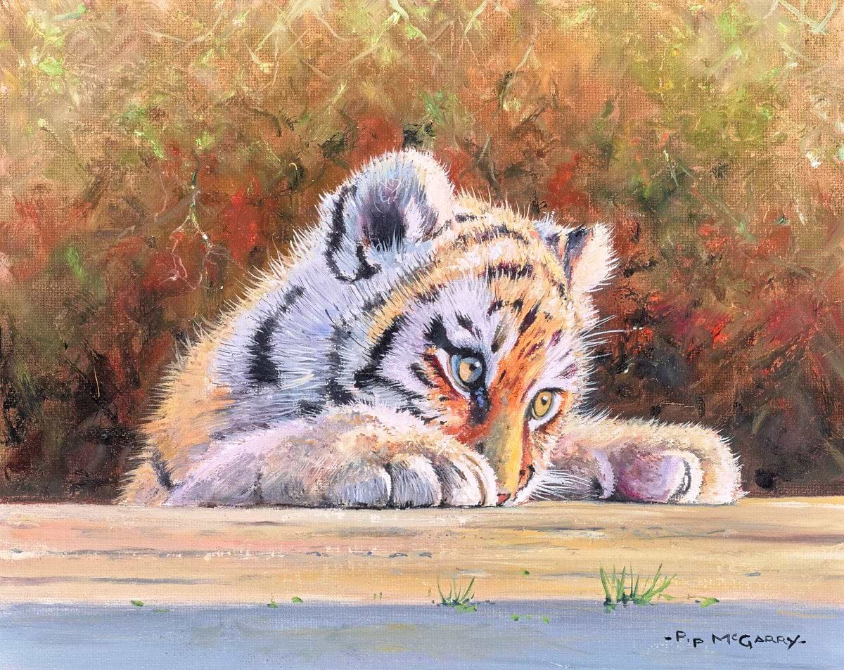 Shy Tiger Cub