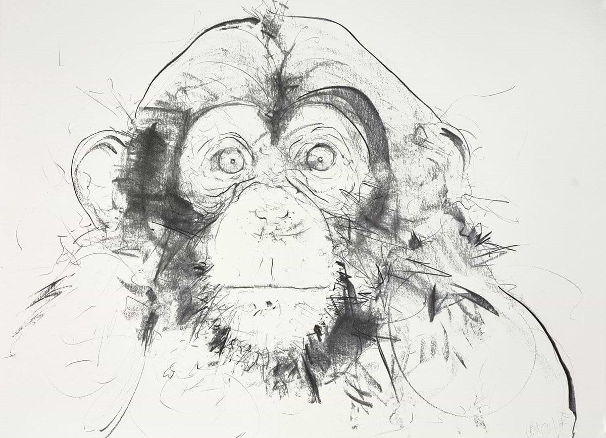 Chimp Study IV
