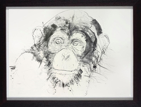 Chimp Study V