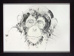 Chimp Study V (Framed)