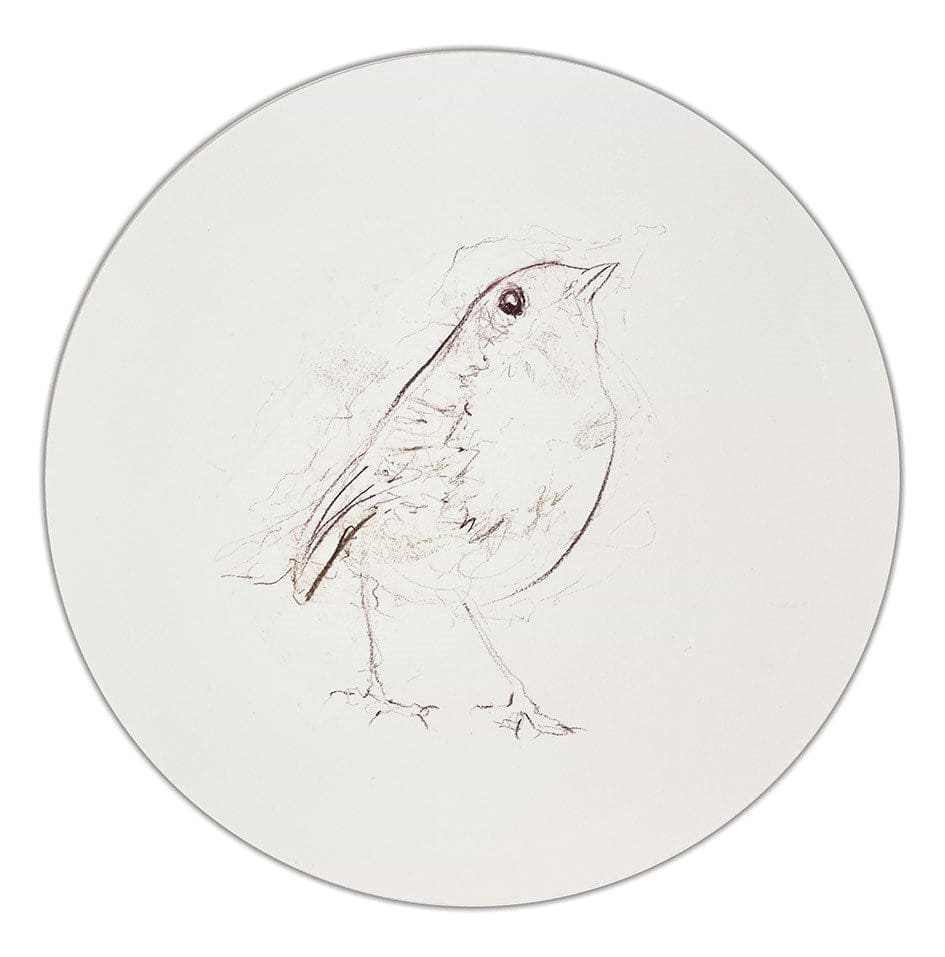 Robin Sketch II