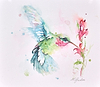 Pink Throated Hummingbird