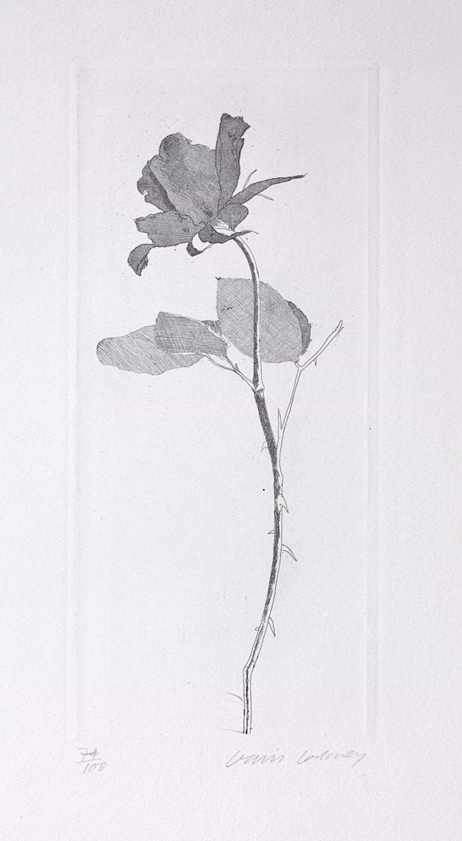 The Rose And The Rose Stalk