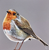 Robin