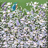 Kingfisher and Spring Florals III