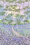 Forest Bluebells