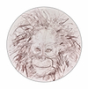 Baby Orangutan Study VI