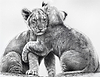 Lion Cubs
