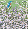 Resting Kingfisher III