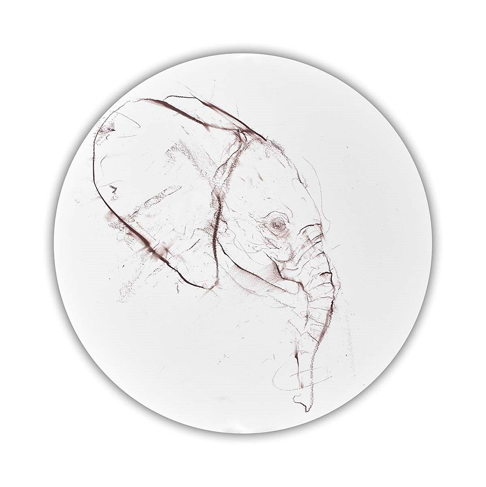 Elephant Study V