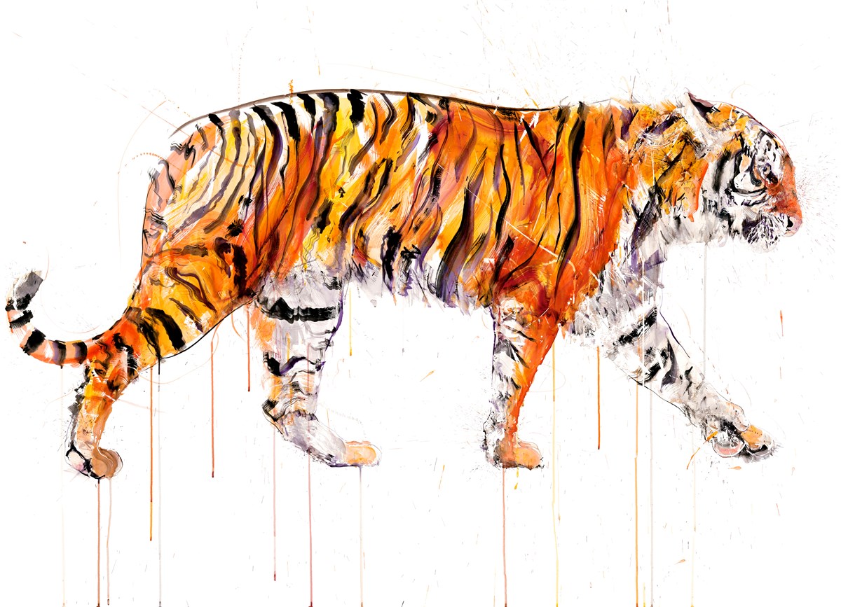 Sumatran Tiger 2022