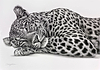 Lazing Leopard