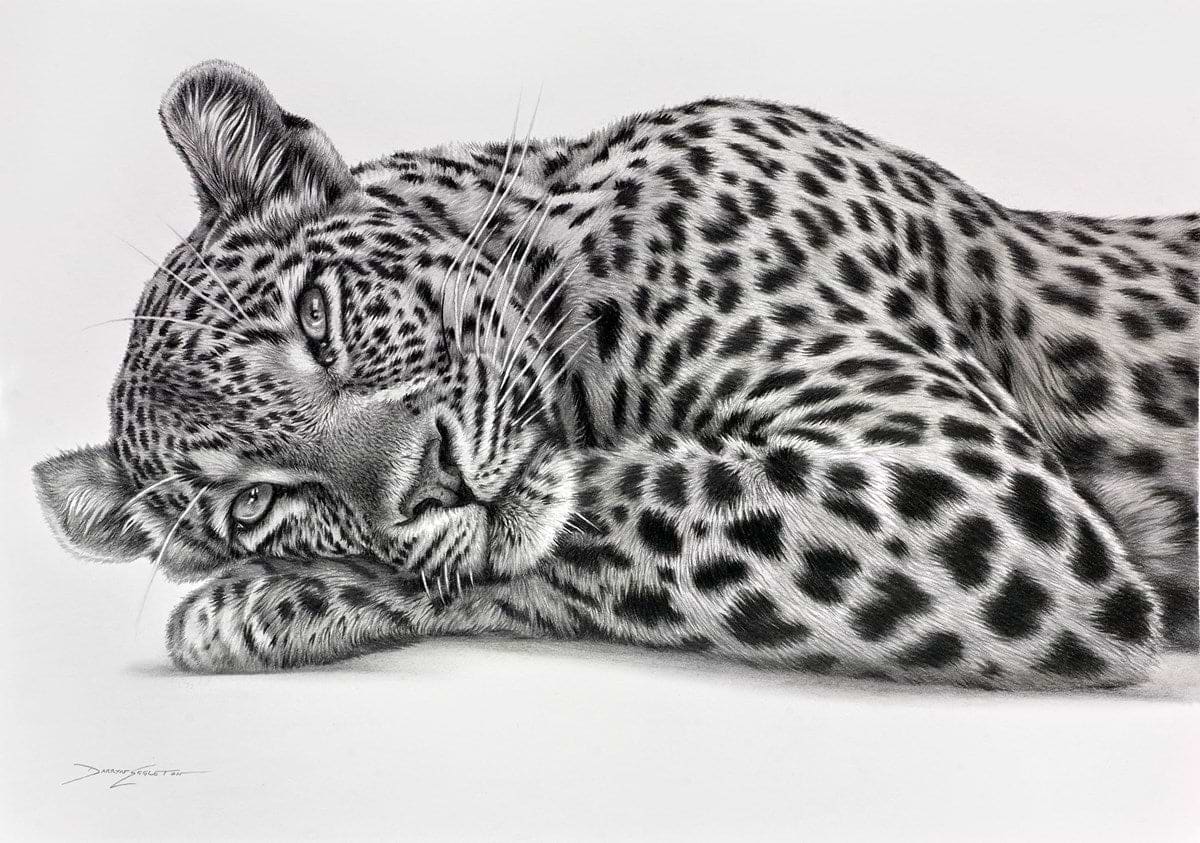 Lazing Leopard