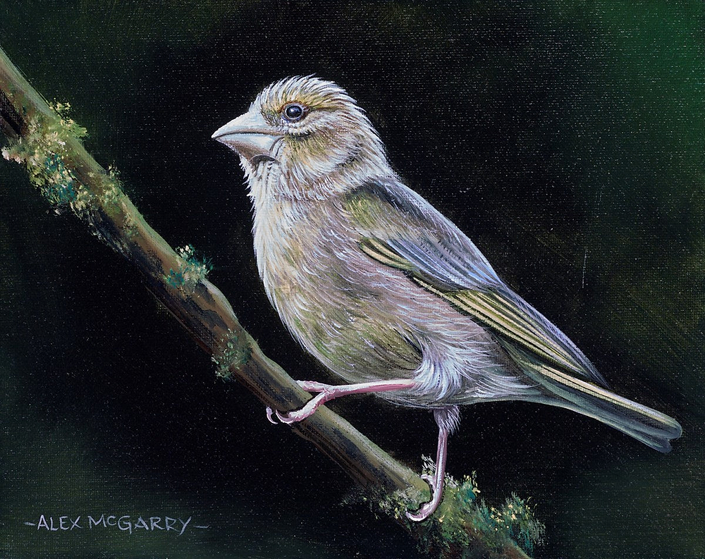 Greenfinch III