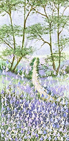 Bluebell Dreams III