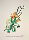 Hemerocallis thumbergii elephanter furiosa