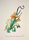Hemerocallis thumbergii elephanter furiosa