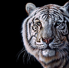 Tiger Eyes III