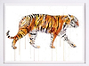 Sumatran Tiger 2022 (Framed)