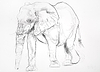 Elephant Charcoal Sketch I