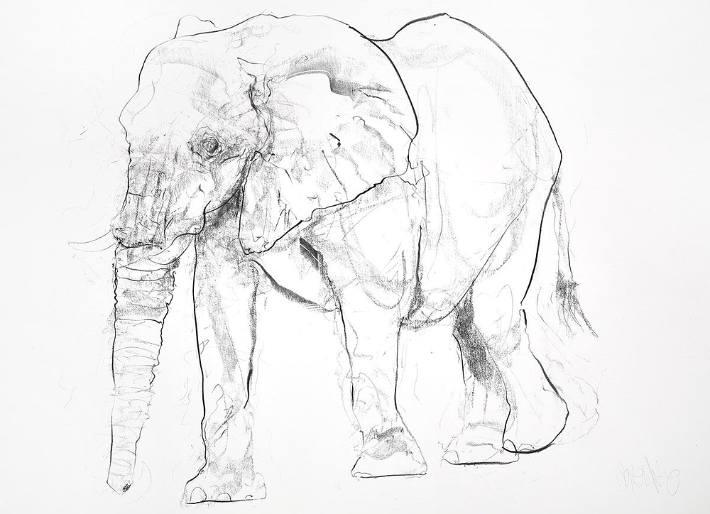 Elephant Charcoal Sketch I