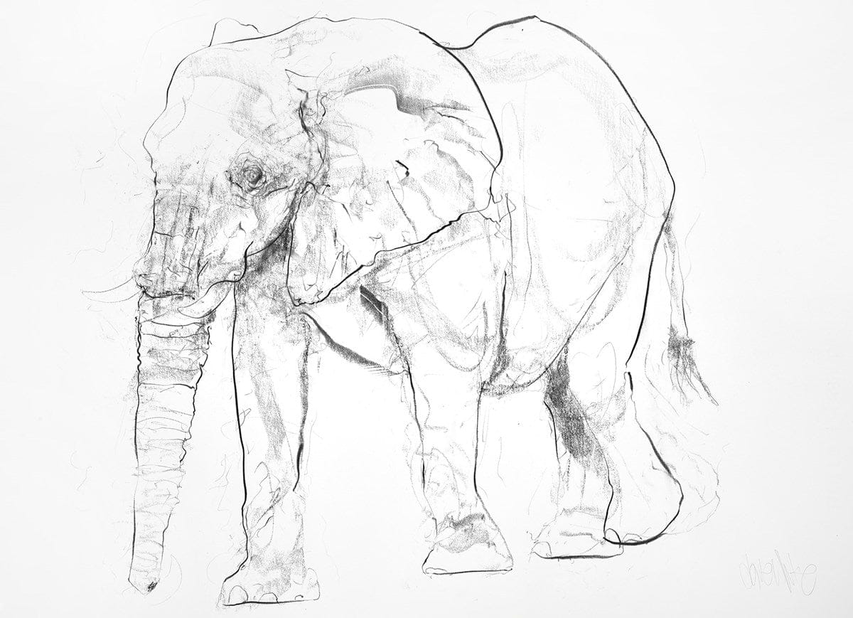 Elephant Charcoal Sketch I