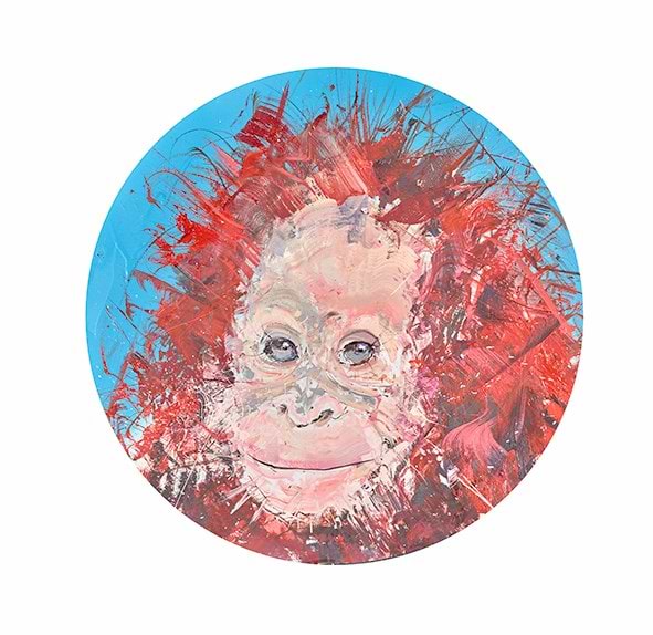 Young Orangutan Study II