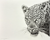 Leopard Study I