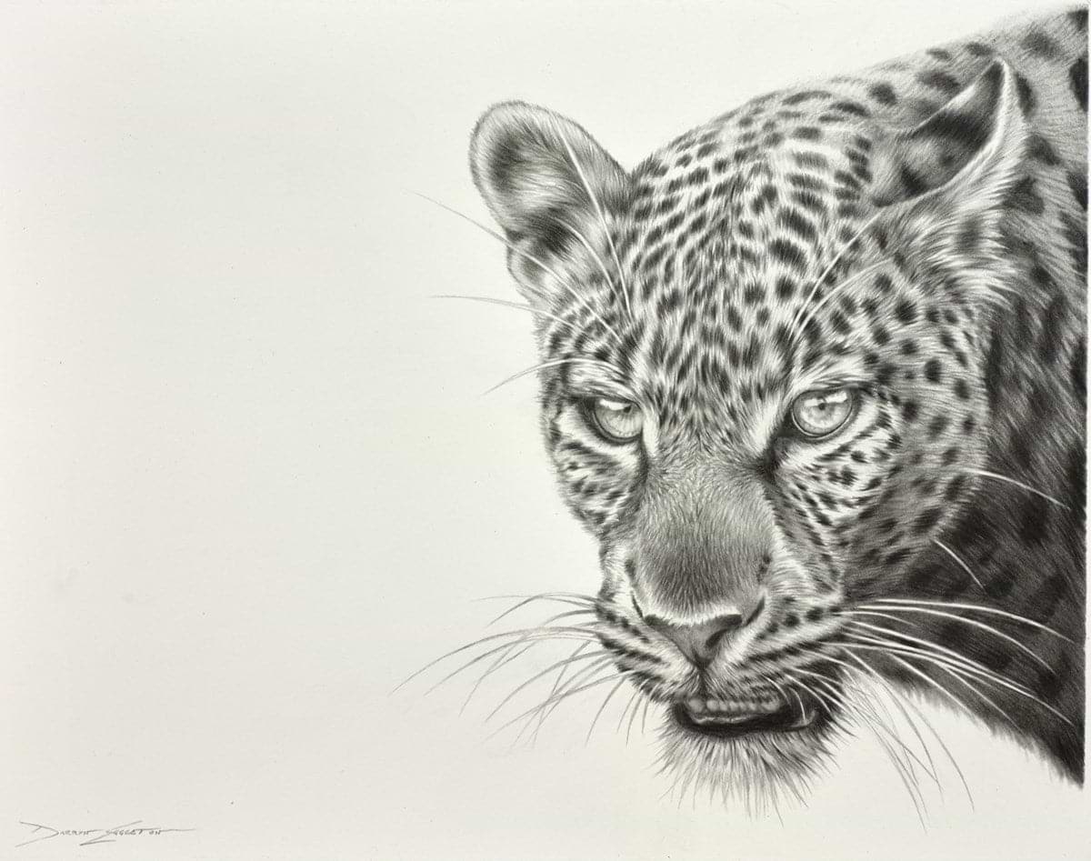 Leopard Study I