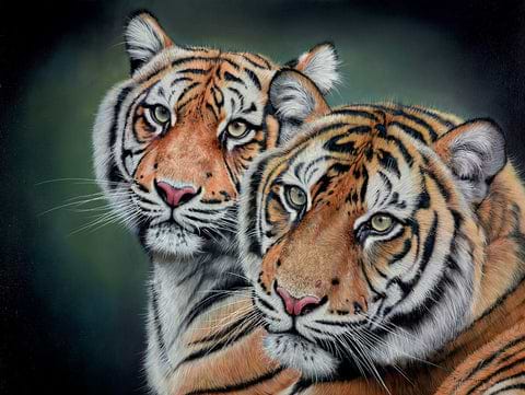Tigers Together