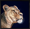 Lioness II (Framed)