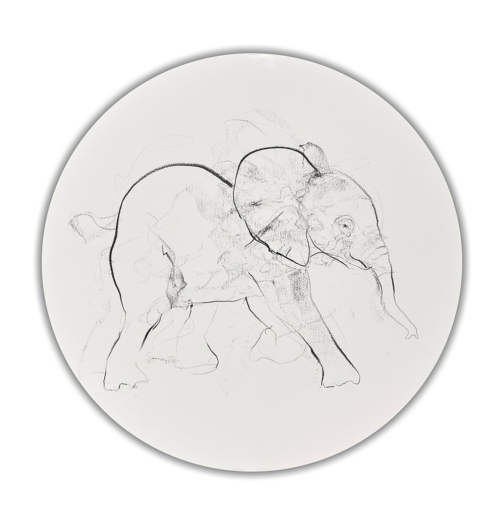 Elephant Study XXIX
