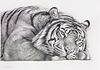 Tiger at Rest
